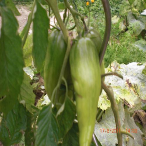 mes tomates 2011 025.jpg