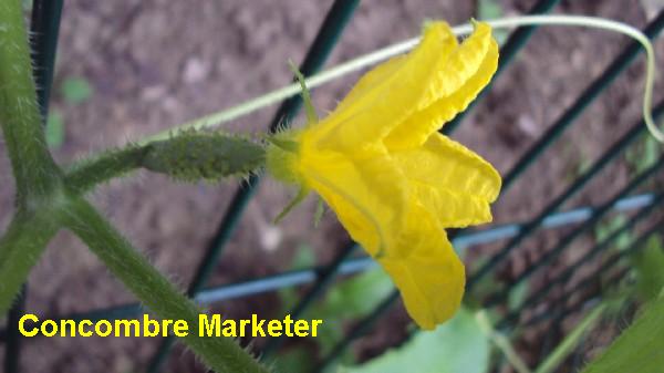 concombre marketer_1708_2.JPG