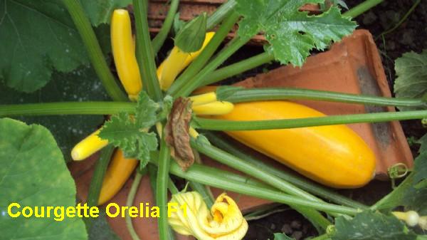 courgette orelia F1_1708.JPG
