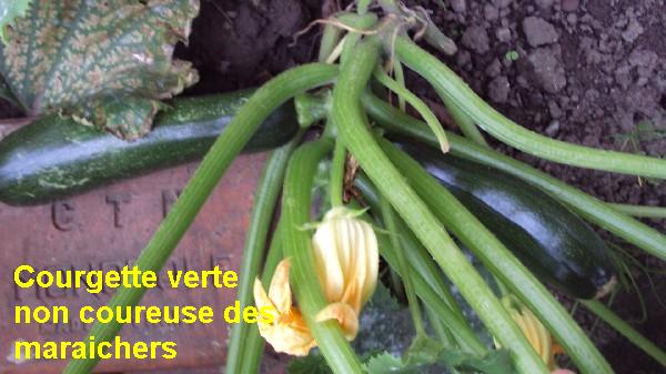 courgette verte non coureuse maraichers_1708_1.JPG