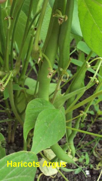 Haricots Argus_1708_2.JPG