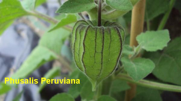 Physalis Peruviana_1708_2.JPG
