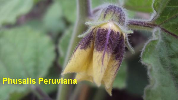 Physalis Peruviana_1708_4.JPG