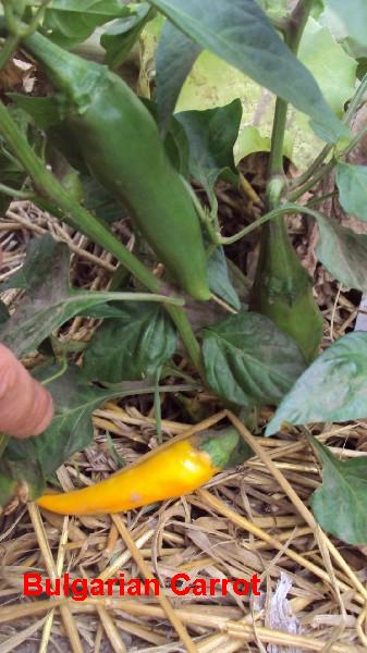 Bulgarian Carrot serre_1708.JPG