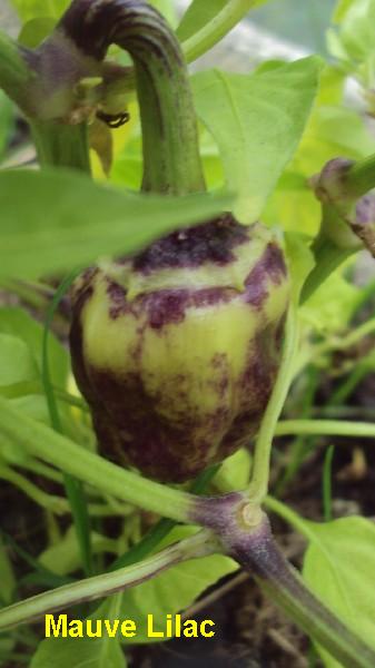 Mauve Lilac pot_1708_2.JPG