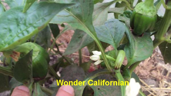 Wonder Californian serre_1708_1.JPG