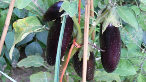 L'aubergine reprend tout doucement.