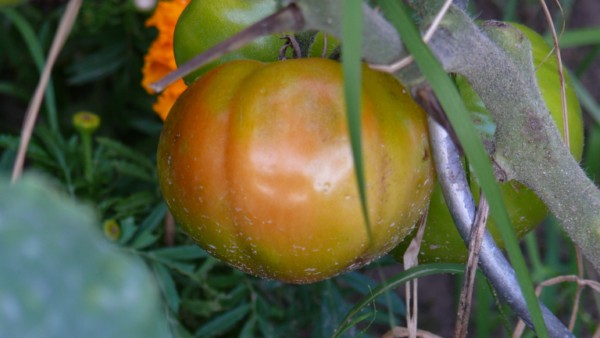 Une tomate qui rougit, je pensais qu'elle était pourrie mais en fait elle rougit très doucement au milieu de tomates vertes.