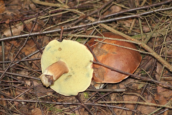 Bolet bai 1808.JPG