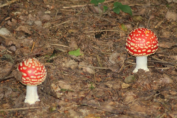 Amanite tue mouche 1808.JPG