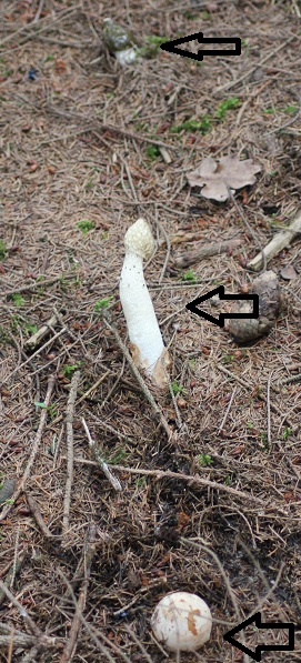 Phallus impudicus 1808.JPG