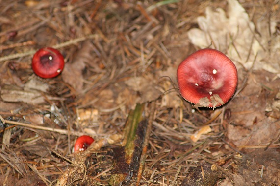 Russula.JPG