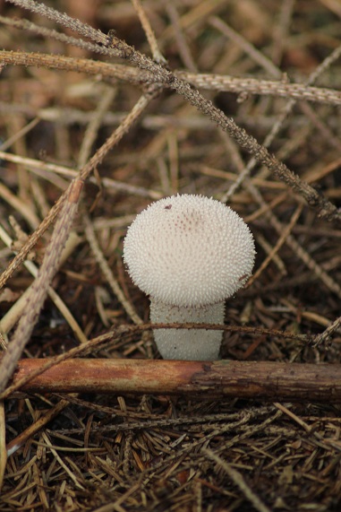 Lycoperdon perlatum 1808.JPG