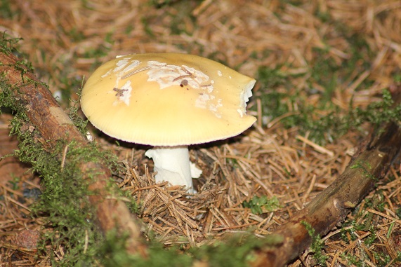 Amanite jonquille 1808.JPG