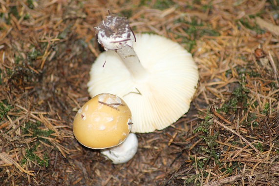 Amanite jonquille dessous.JPG