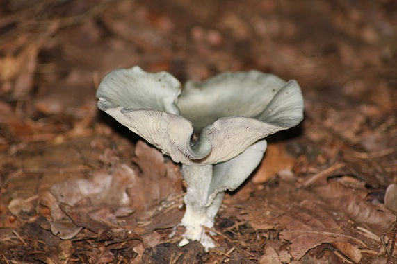 Clitocybe odorant.JPG