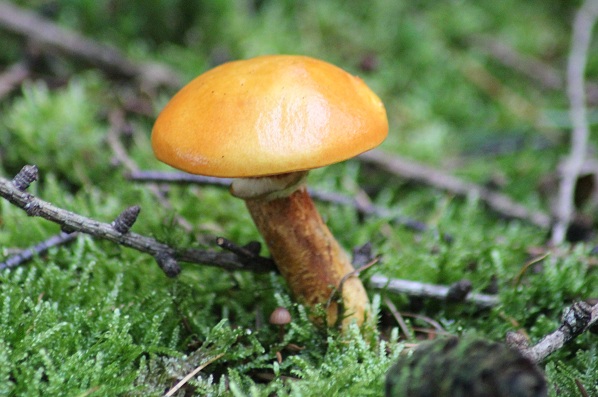 Bolet élégant 2308.JPG