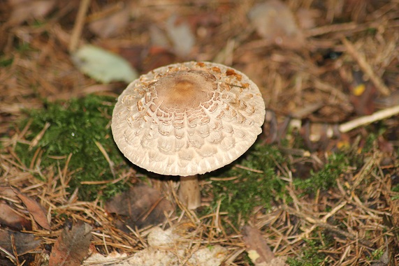 Lépiote déguenillée 2308.JPG