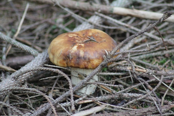 Russule fétide 2308.JPG