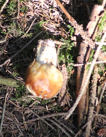 Russule fétide dessous.JPG