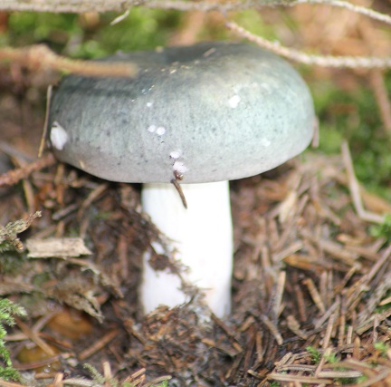 Russule 2308.JPG