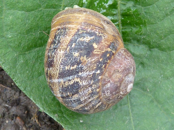 escargots« petit gris »