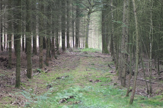 Biotope Bure.JPG