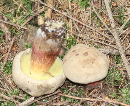 Boletus calopus 3008.JPG