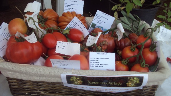 Les tomates de Mikelyne !