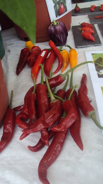 Quelques piments de Nixo et Droop