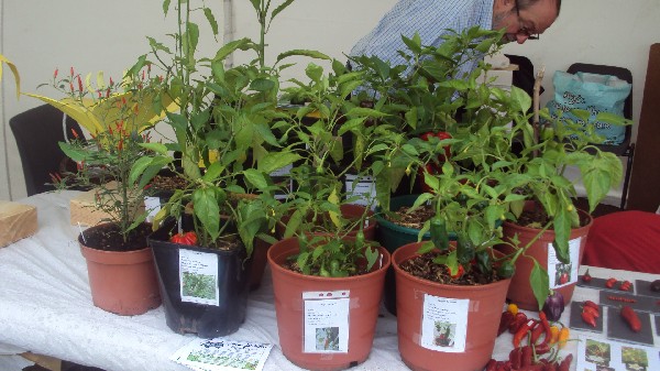 Les piments en pot
