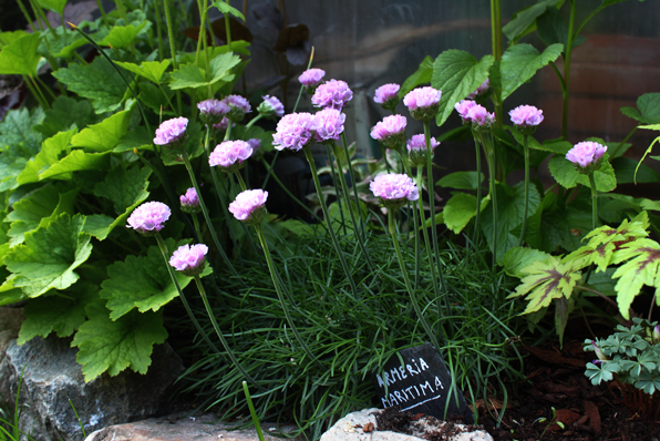 Armeria maritima