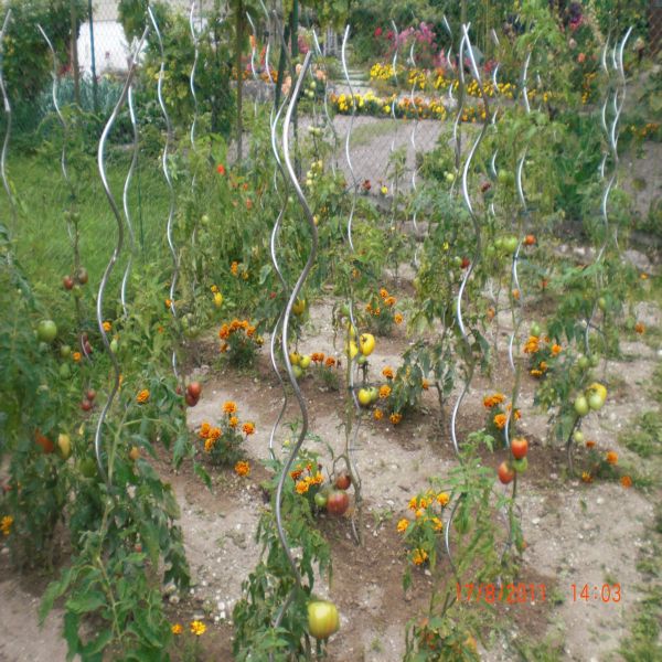 Mes tomates Septembre 2011 001.jpg