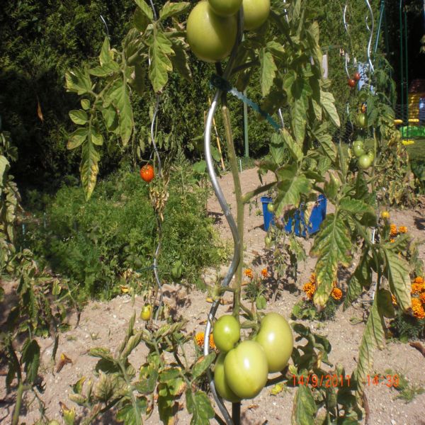 Mes tomates Septembre 2011 002.jpg