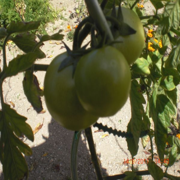 Mes tomates Septembre 2011 003.jpg