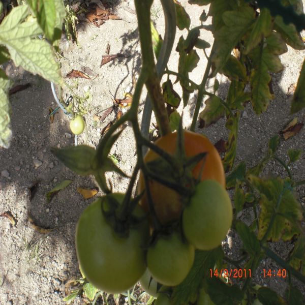 Mes tomates Septembre 2011 004.jpg