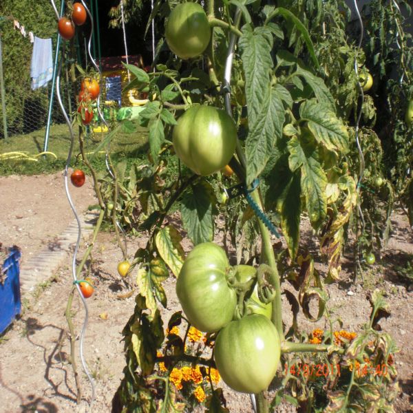 Mes tomates Septembre 2011 006.jpg