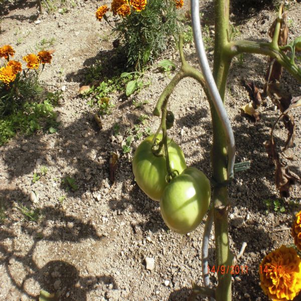 Mes tomates Septembre 2011 007.jpg