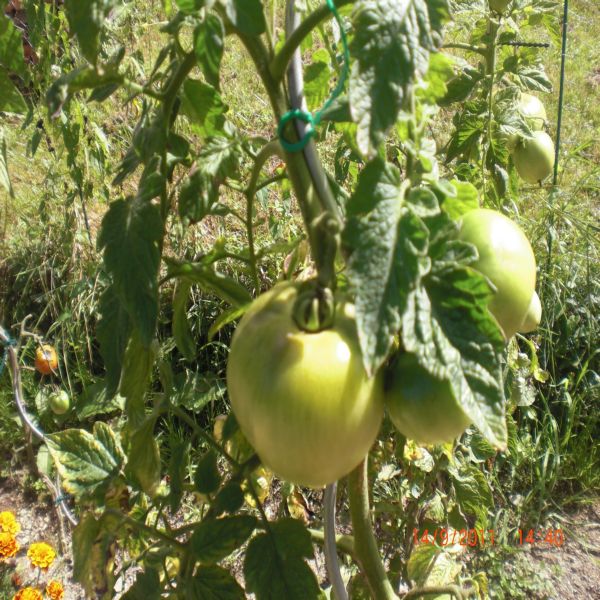 Mes tomates Septembre 2011 008.jpg
