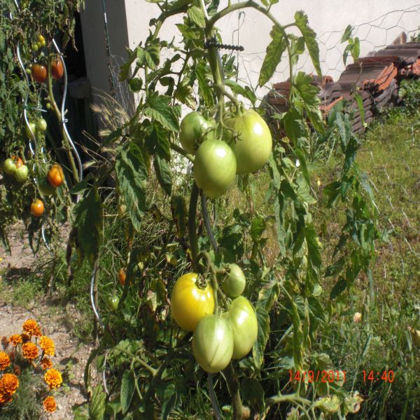 Tomates jaunes ,ma meilleur récolte de l'année!! et délicieuces!!