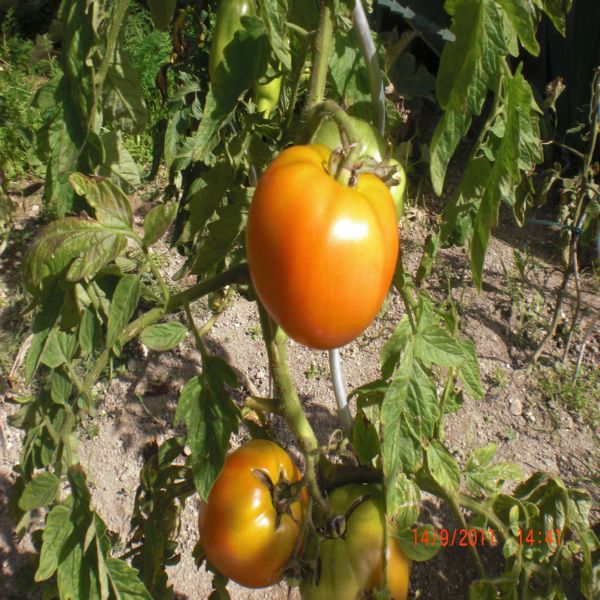 Mes tomates Septembre 2011 012.jpg