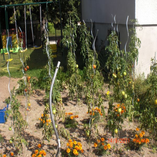 Mes tomates Septembre 2011 015.jpg