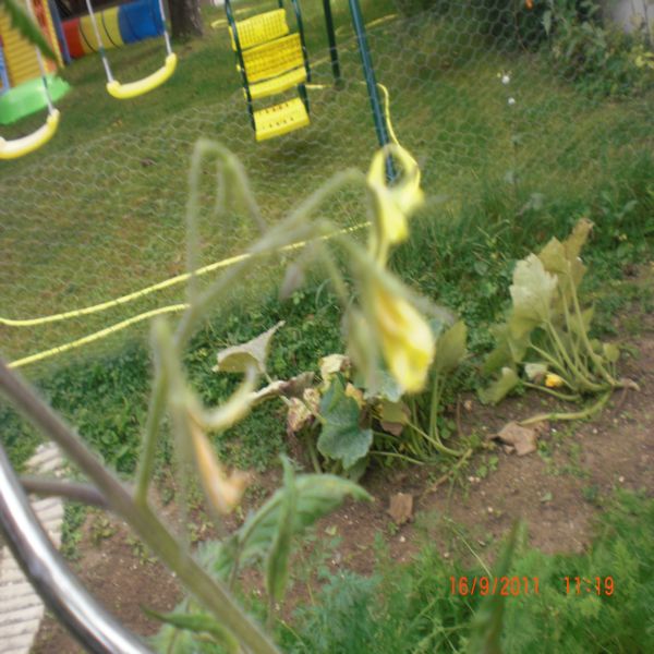 Mes tomates Septembre 2011 017.jpg