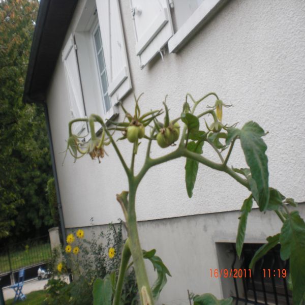 ENCORE DES FLEURS!!!