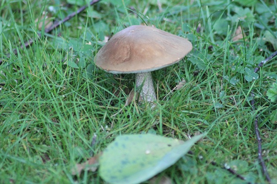 Boler rude jardin.JPG