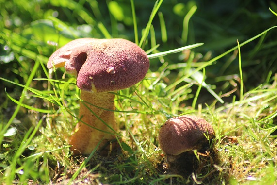 Tricholome rutilant potager 0210.JPG