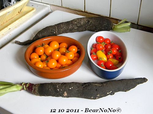 12 10 2011 radis noirs.jpg