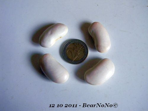 12 10 2011 Haricot grec2.jpg