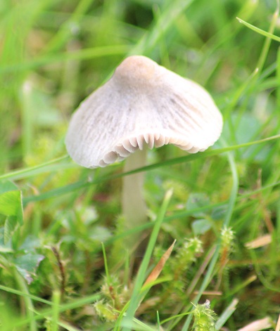 champijardin 065.JPG