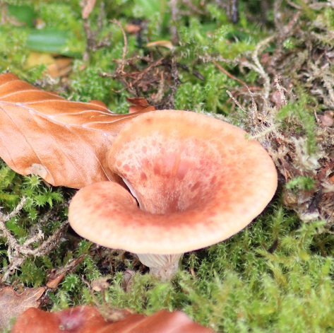 champijardin 075.JPG